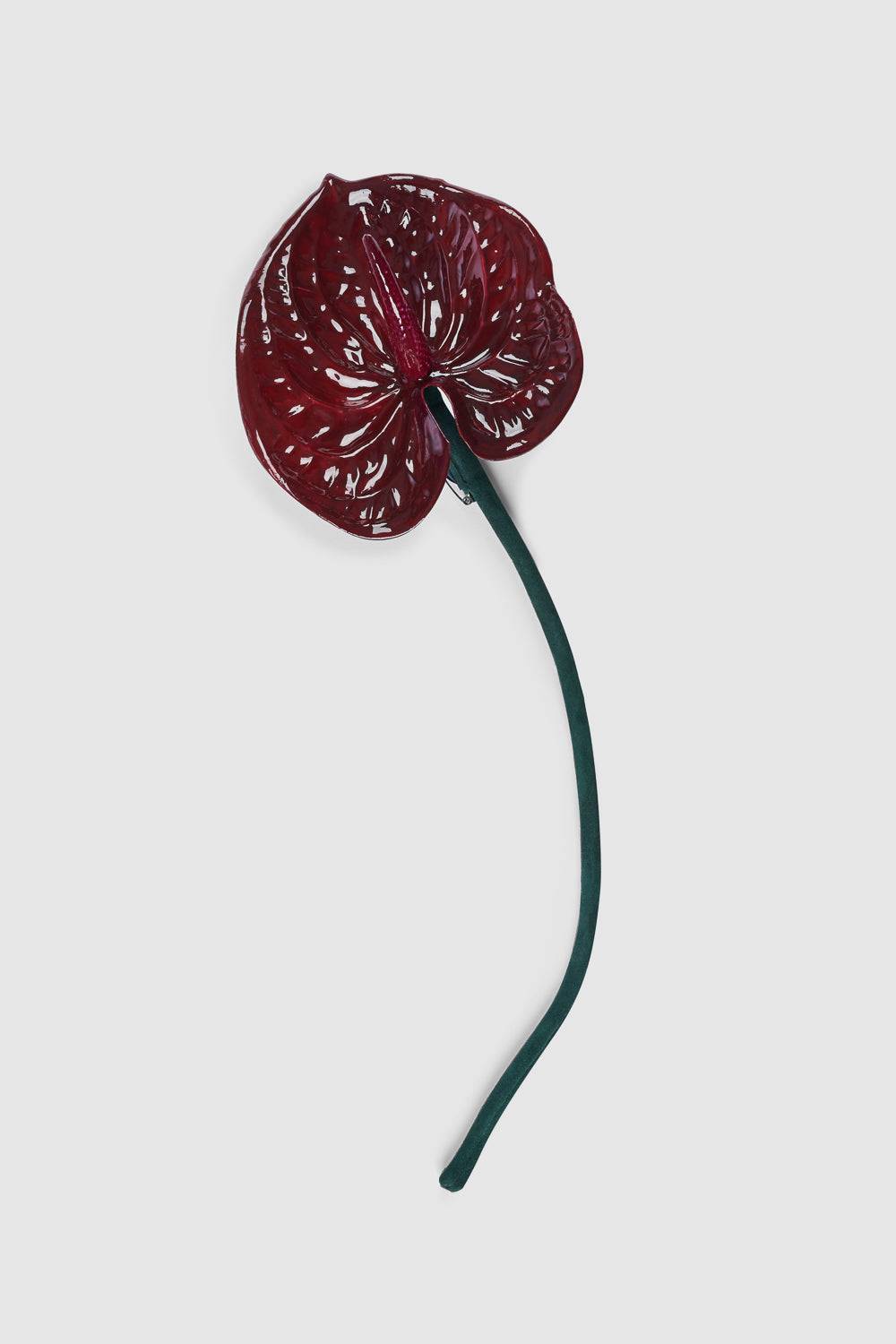 The Burgundy Anthurium