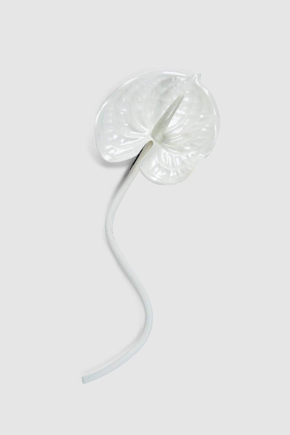 The White Anthurium