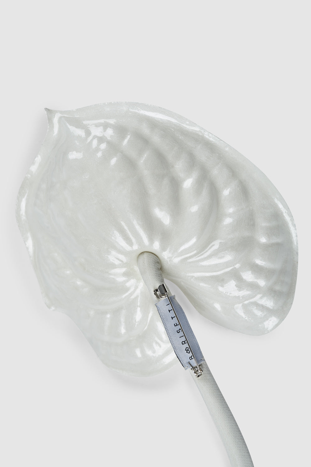 The White Anthurium